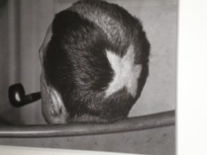 Tonsure Marcel Duchamp_1919